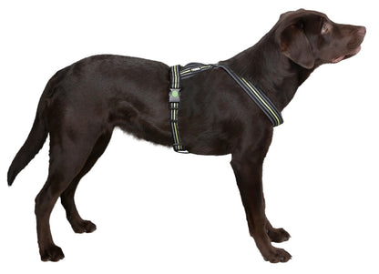 Reflekterande hundsele "Xenos"