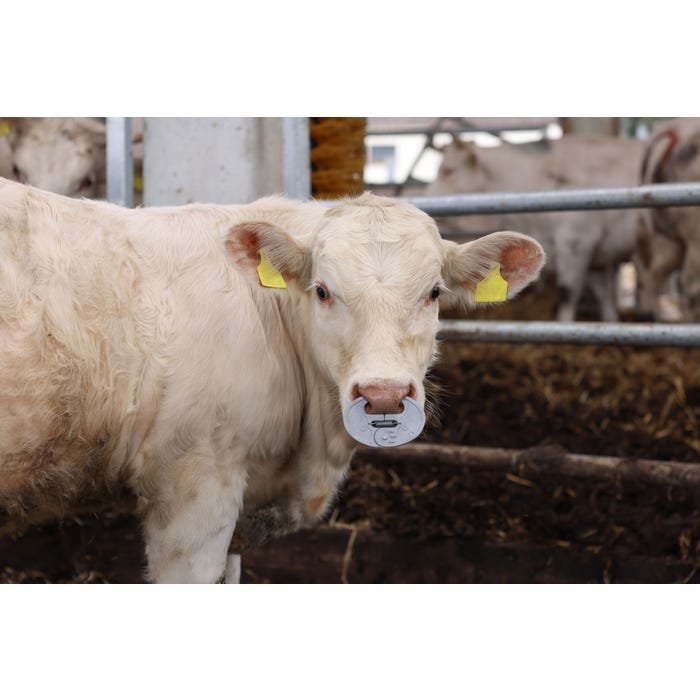 Cattle Weaner – effektiv och skonsam antisjälvmjölkare för nötkreatur