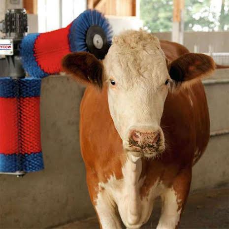 Ryktborste Happy Cow Duo