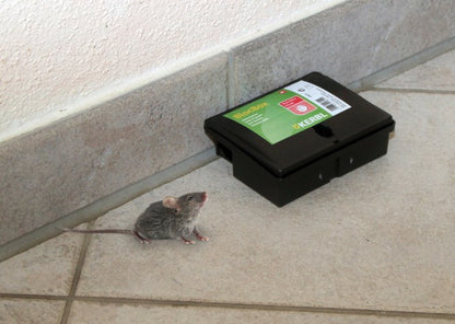 Betesstation för möss, Peti
