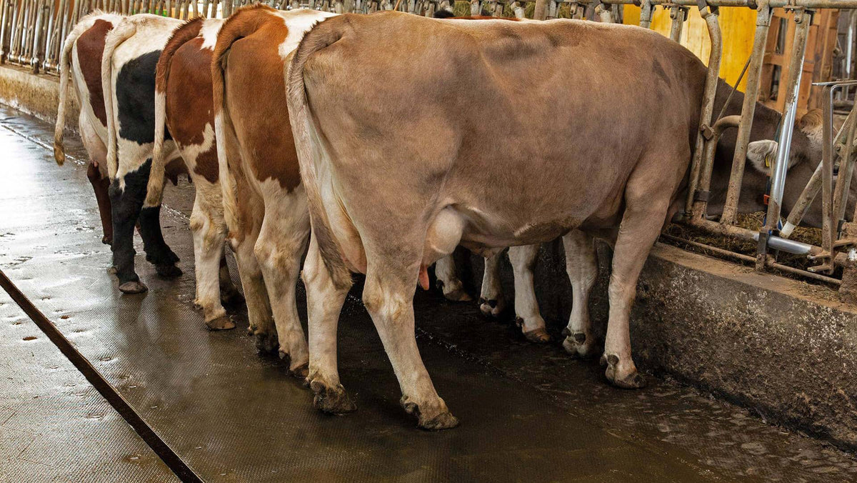 Kraiburg profiKURA P – Korundbelagd gångmatta 24 mm för stallgångar med gödselskrapa