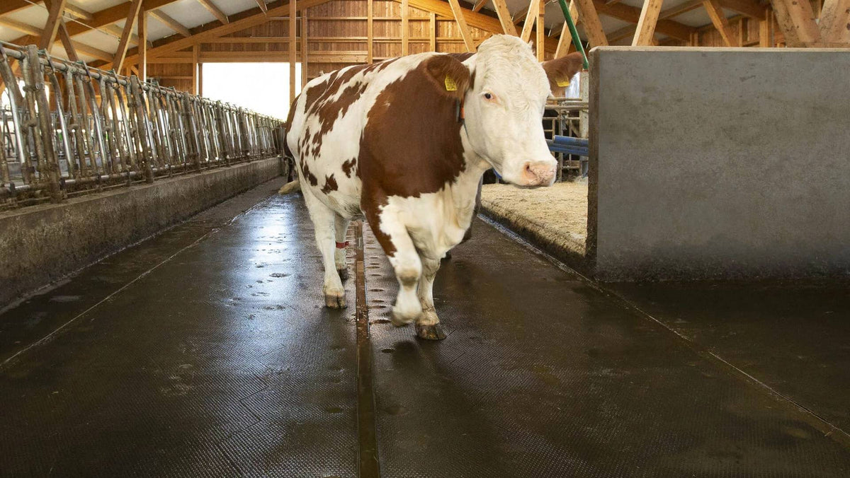 Kraiburg profiKURA P – Korundbelagd gångmatta 24 mm för stallgångar med gödselskrapa