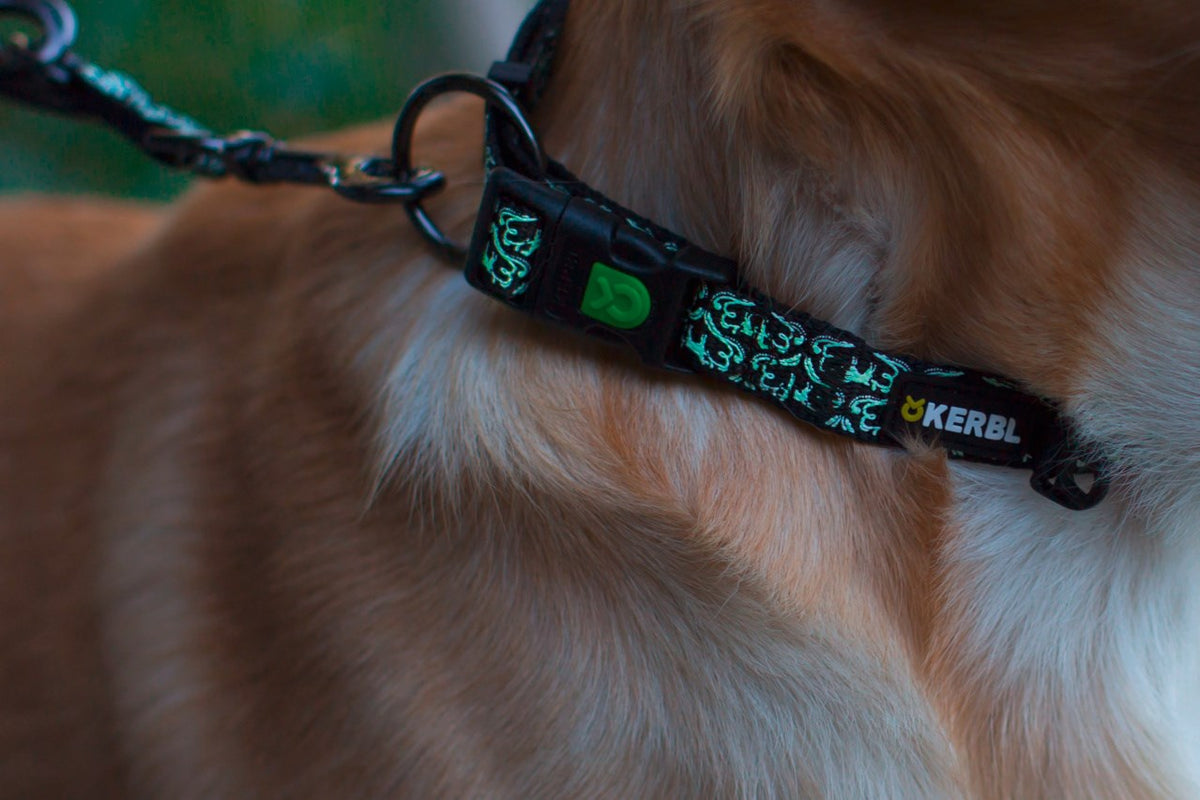 Hundhalsband "Shiny night"